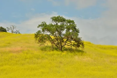 DSC_6400 (Large).JPG